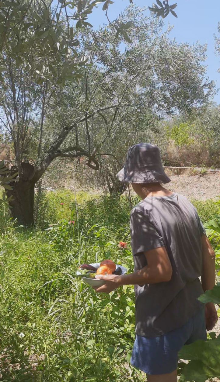 Zeytin ağaçlarının arasındaki bahçeden kahvaltı için toplanmış taze domates ve mevsim sebzeleri